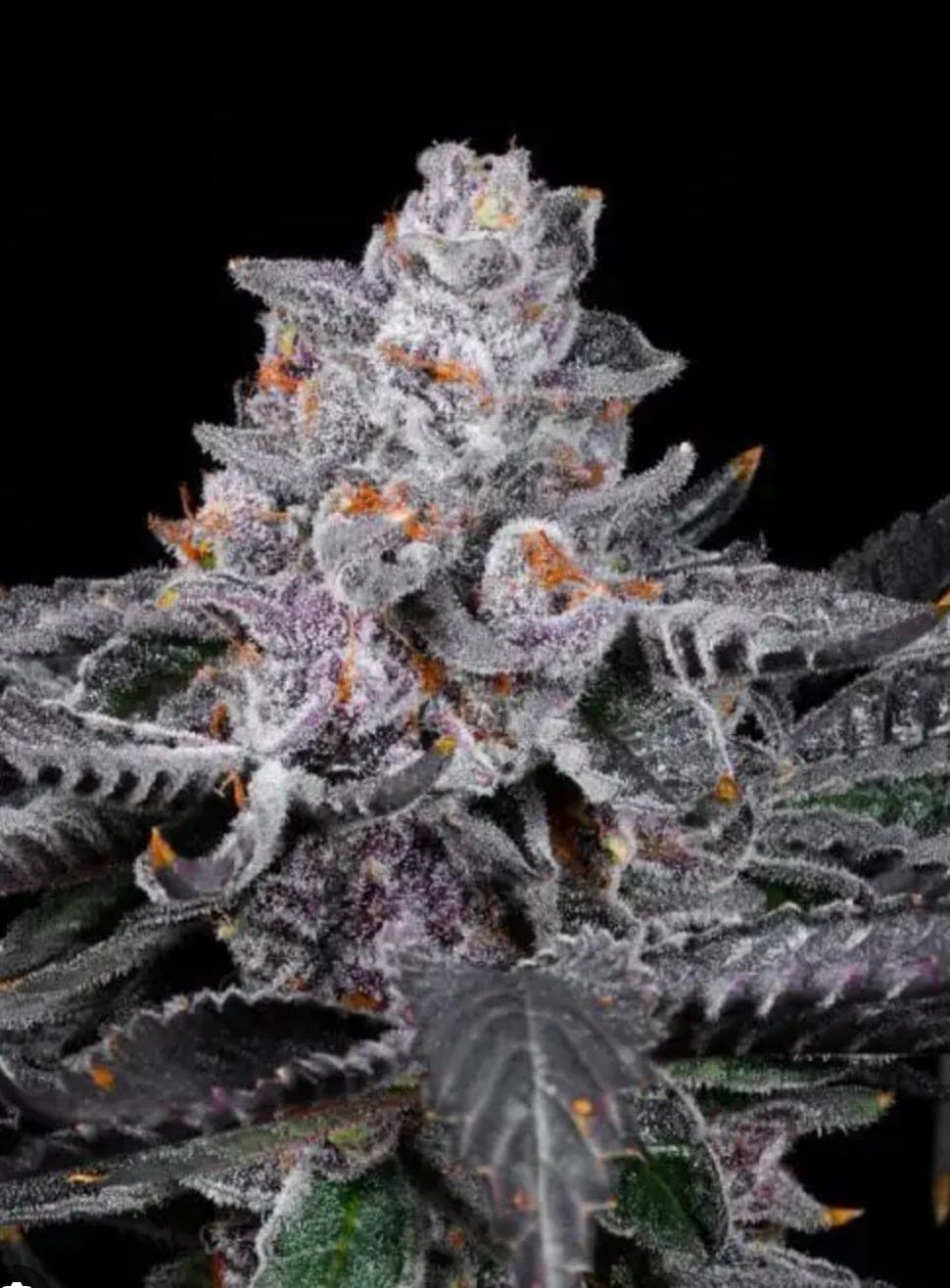 Perma Frost — LIT Farms