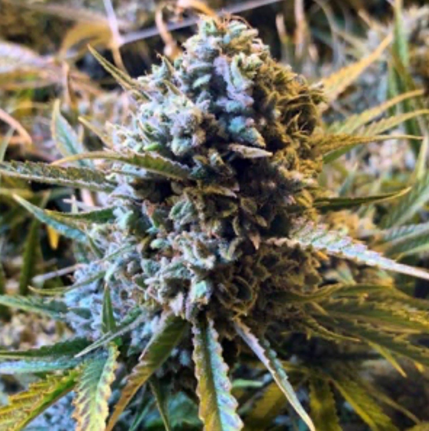 Frosted Watermelon Auto
